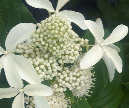 Hortensja bukietowa (Hydrangea paniculata) Great Star [Le Vesterival]
